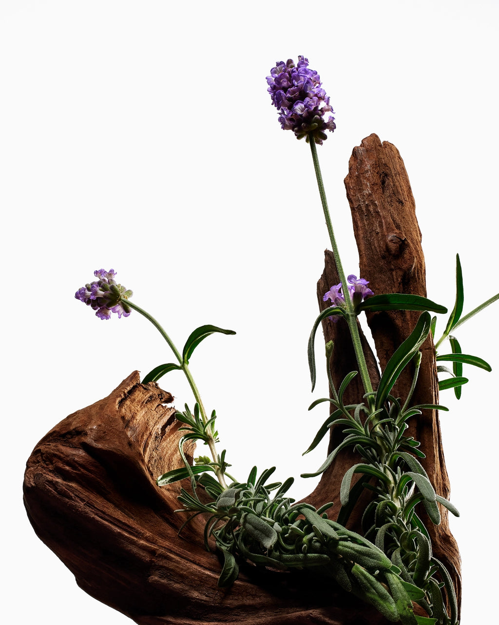 Exfoliating Body Wash - Hinoki & Lavanda