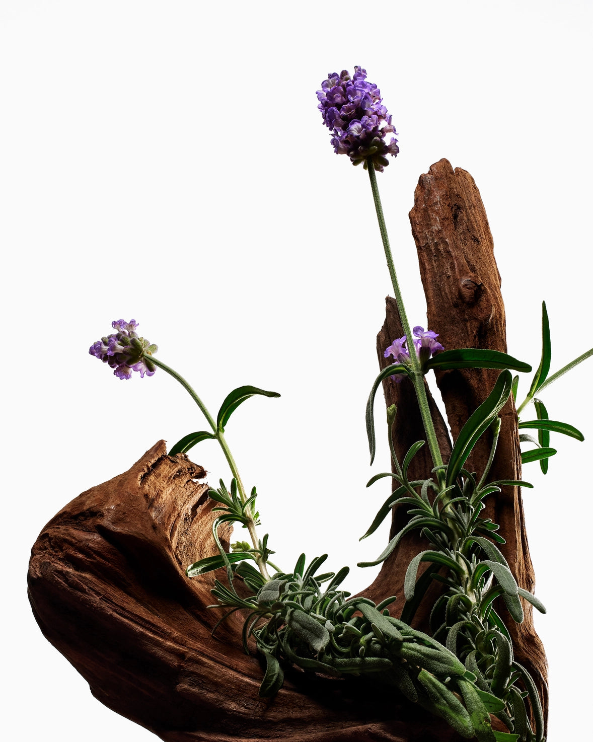 Exfoliating Body Wash - Hinoki & Lavanda