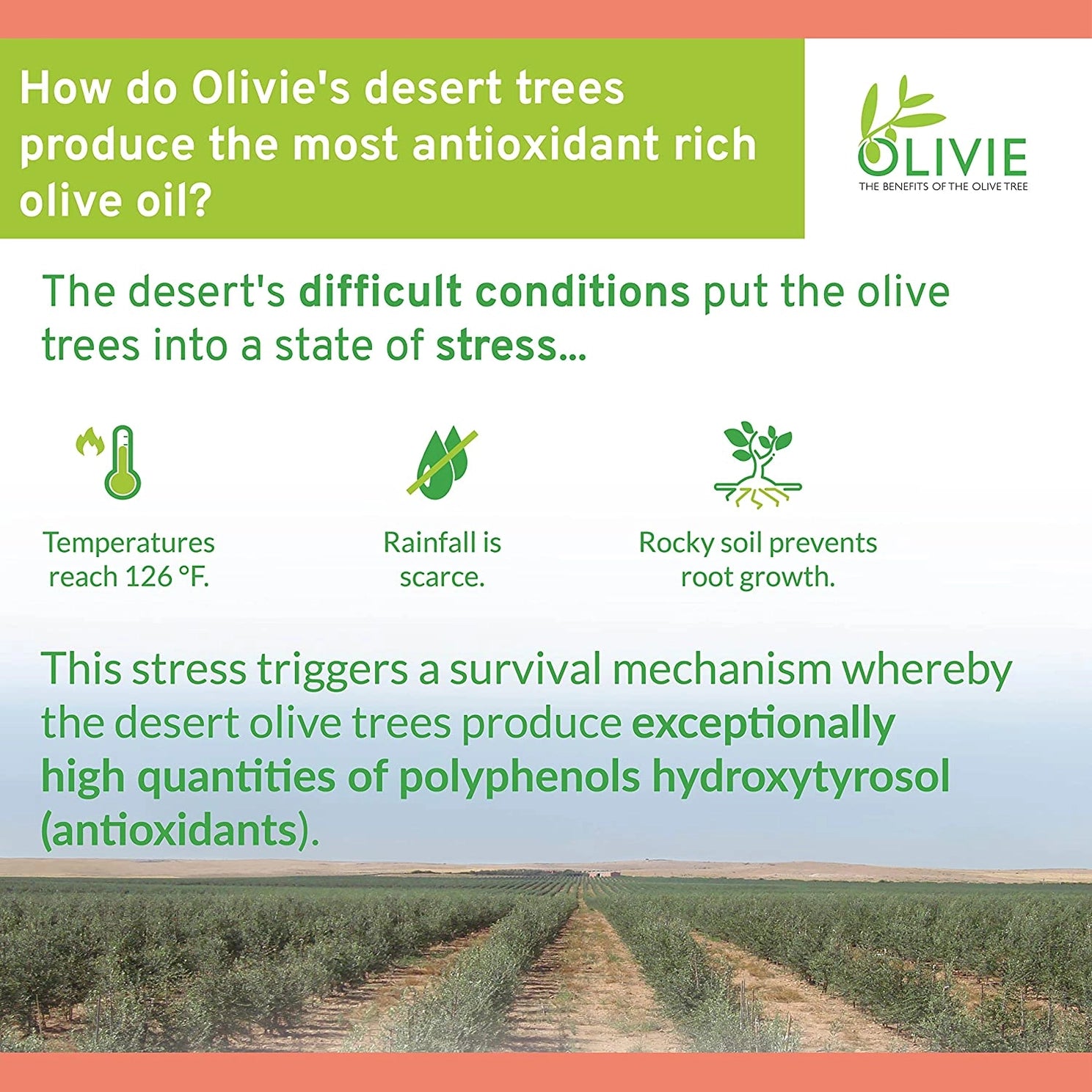 ATLAS Olivie Dermapsoria Organic Olive Leaf Extract | 80 Capsules